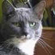 Blanding af racer Molly