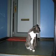 Blanding af racer Molly