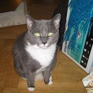 Blanding af racer Molly