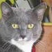 Blanding af racer Molly