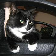 Blanding af racer Lucky <3