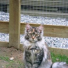 Maine Coon Felsted ´s Kiara