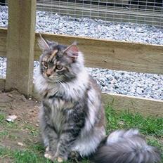 Maine Coon Felsted ´s Kiara