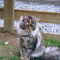Maine Coon Felsted ´s Kiara
