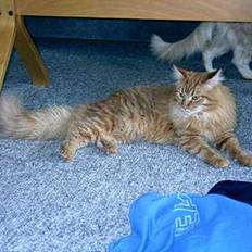 Maine Coon Tabasco