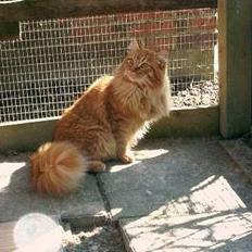 Maine Coon Tabasco