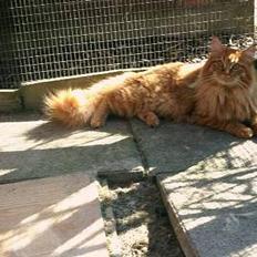 Maine Coon Tabasco