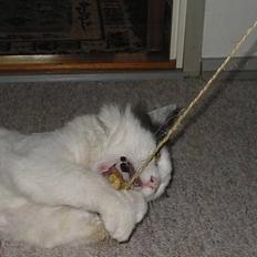 Blanding af racer Jack