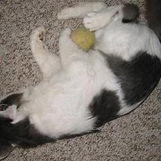 Blanding af racer Jack