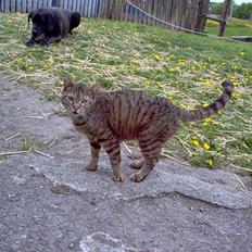 Blanding af racer Gråmis! (missemor) *DØD*