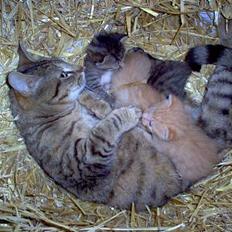 Blanding af racer Gråmis! (missemor) *DØD*