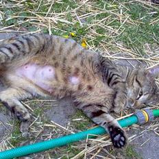 Blanding af racer Gråmis! (missemor) *DØD*