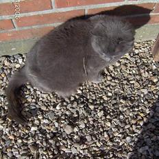 Blanding af racer Musser