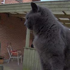 Blanding af racer Musser