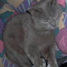 Blanding af racer Musser