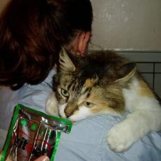 Norsk Skovkat Askepot