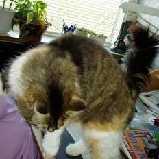 Norsk Skovkat Askepot