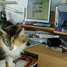 Norsk Skovkat Askepot