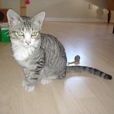 Huskat Afroditte(Ditte)†