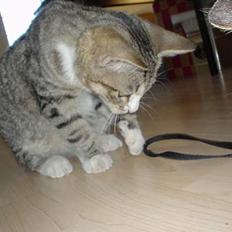 Huskat Afroditte(Ditte)†