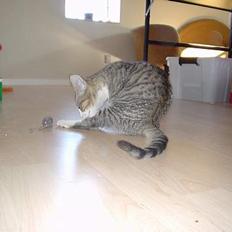 Huskat Afroditte(Ditte)†