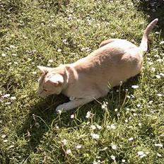 Blanding af racer Cartman