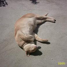 Blanding af racer Cartman