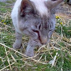 Blanding af racer Bjafre<3 (snekatten)