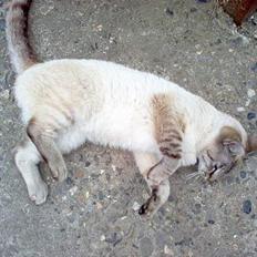 Blanding af racer Bjafre<3 (snekatten)