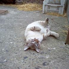 Blanding af racer Bjafre<3 (snekatten)