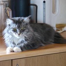 Maine Coon Bessie