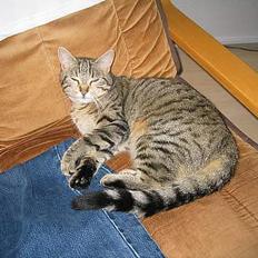 Blanding af racer Trille