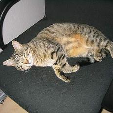 Blanding af racer Trille