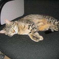 Blanding af racer Trille