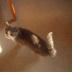 Blanding af racer tiger lil Død.. :(