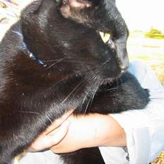 Blanding af racer Garfield