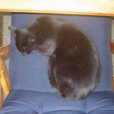 Blanding af racer Garfield