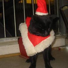 Blanding af racer Garfield