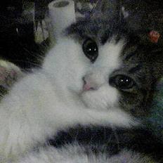 Blanding af racer Jensen (Pipper-skid)