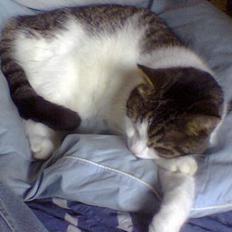 Blanding af racer Jensen (Pipper-skid)