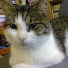 Blanding af racer Jensen (Pipper-skid)