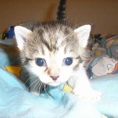 Blanding af racer Nala