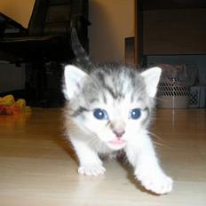 Blanding af racer Nala