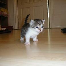 Blanding af racer Nala