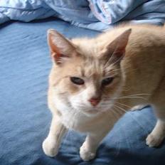 Huskat Sibastian *DØD*