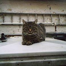 Huskat Pjuske (Himmelkat)