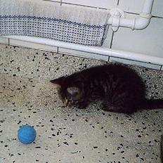 Huskat Pjuske (Himmelkat)