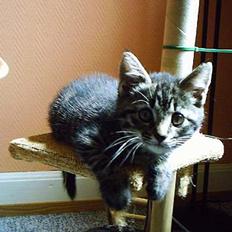 Huskat Pjuske (Himmelkat)