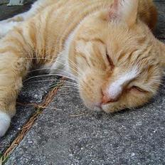 Blanding af racer Pussi **død**