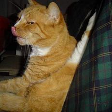 Blanding af racer Pussi **død**